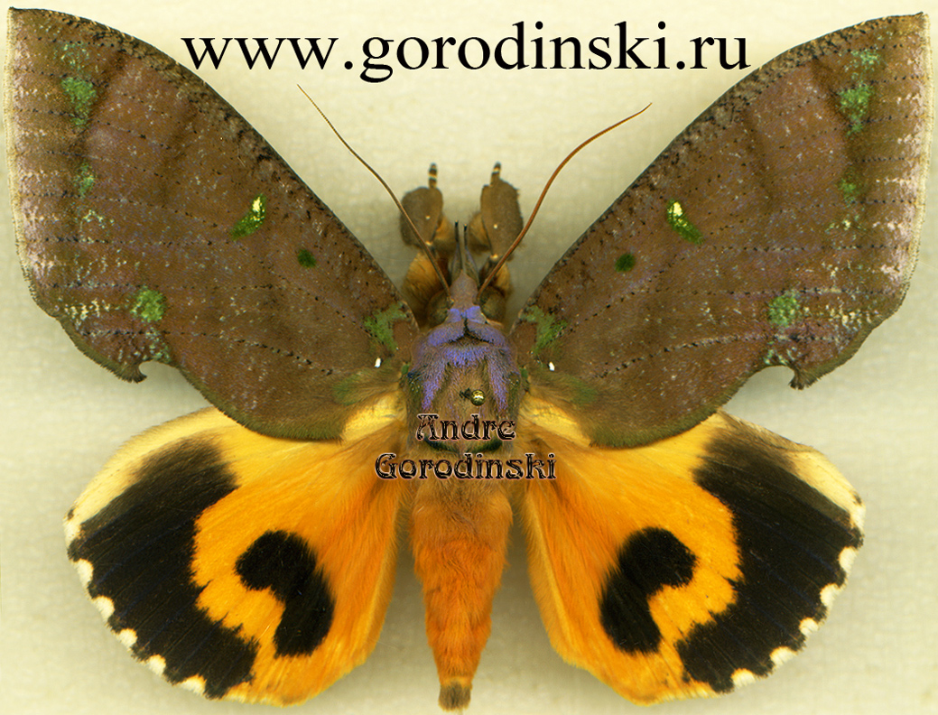 http://www.gorodinski.ru/catocala/Eudocima discrepans male.jpg